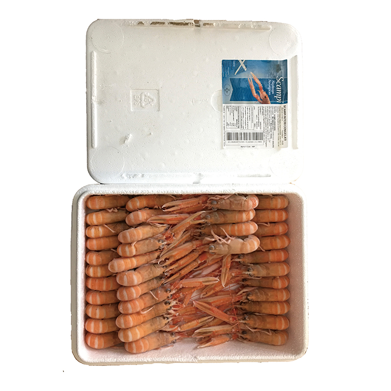 SCAMPI POLY 21/25 CONG.1,35KGX4PZ 泡沫盒